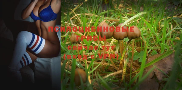 прущие грибы Алзамай